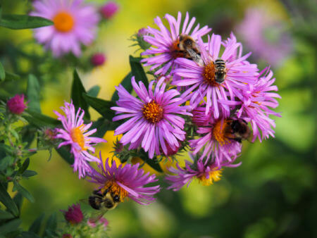 Bees Visiting Aster Flowers at Nokomis Naturescape Garden