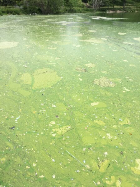 Blue-green algae at Powderhorn Lake