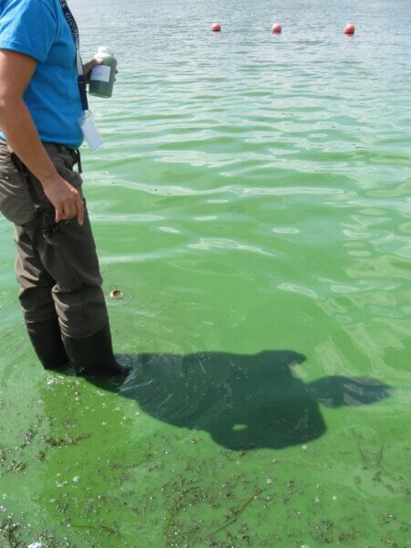 Blue-green algae at Lake Hiawatha
