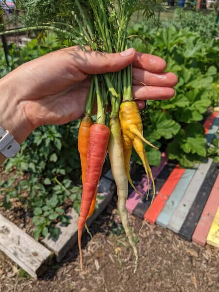 Carrots Grown in JD Rivers' Children's Garden