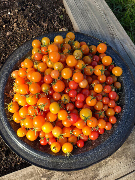 Tomatoes Grown in JD Rivers' Children's Garden