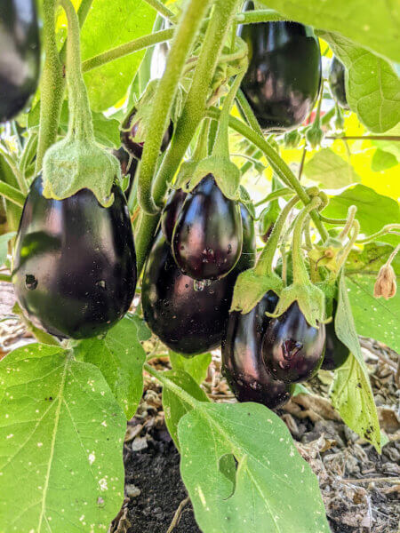 Eggplants Grown in JD Rivers' Children's Garden