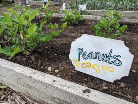 Peanuts Grown in JD Rivers' Children's Garden