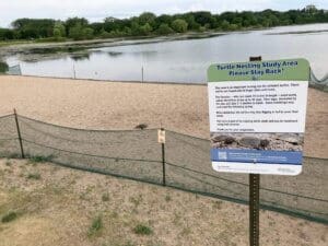 softshell turtle laying eggs at Thomas Beach Sanctuary