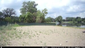 screen capture of three softshell turtles on Thomas Beach Sanctuary web cam