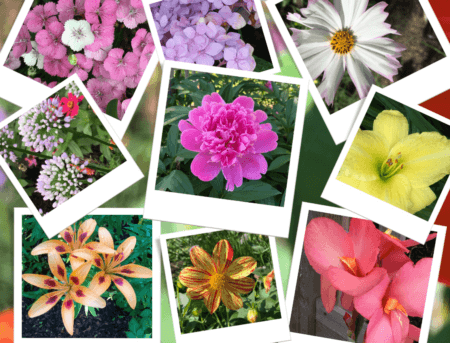 Arbor Garden Flower Show