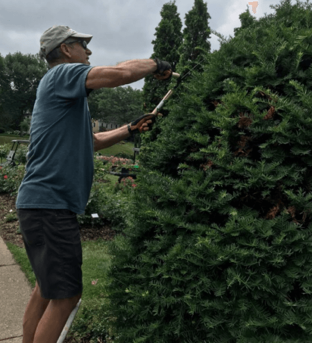 Man pruning Yew tree